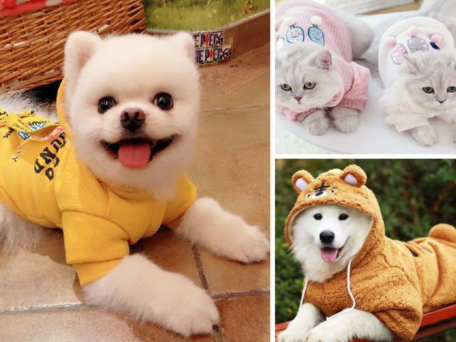 Những vật dụng mà các amp;#34;con senamp;#34; nên sắm cho amp;#34;boss cưngamp;#34;, có món chỉ 7.000 đồng nhưng rất tiện lợi - 1