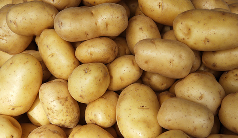 Giá khoai tây hôm nay bao nhiêu 1kg? Tổng hợp giá sỉ và lẻ tại chợ